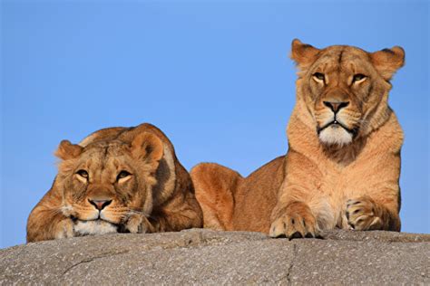 Photo Lions Lioness Big Cats Two Animal 600x400