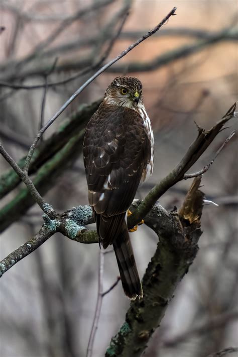 Sharp Shinned Hawk Sharp Shinned Hawk David Welch Flickr