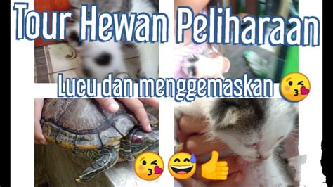 Burung yang satu ini adalah bukti nyatanya. Tour Hewan Peliharaan di Rumah - YouTube