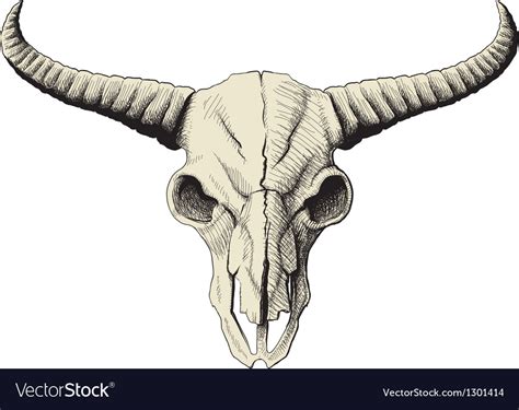 Buffalo Skull Royalty Free Vector Image Vectorstock