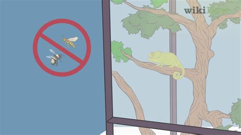 While the turtles themselves may often be inexpensive and sold at an appealing small size, providing even basic quarters is expensive and most species of turtles grow to relatively large sizes. How to Take Care of a Chameleon - YouTube