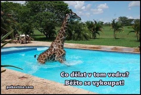 letní obrázky Obrázky, animace, gify
