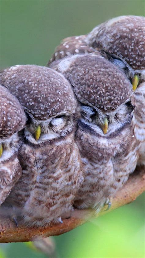 Sleeping Owl Wallpaper Owlwallpaper Owls Owl Birds