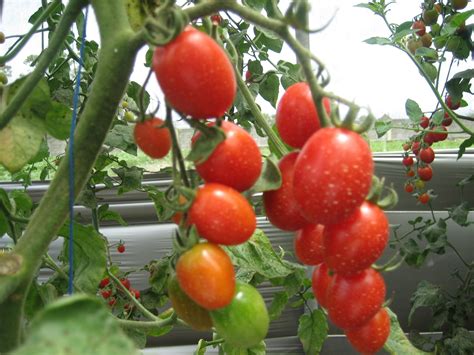 Budidaya Tomat Cara Menanam Dan Merawat Tomat Yang Baik Budidaya Tomat