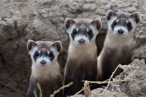 Black Footed Ferrets 3