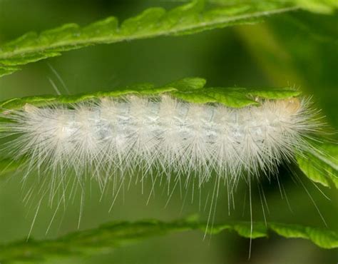 Spiney White Caterpillar Spilosoma Virginica Bugguidenet