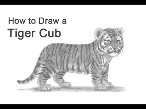 How To Draw Tiger Cub 49 Photos Drawings For Sketching And Not Only