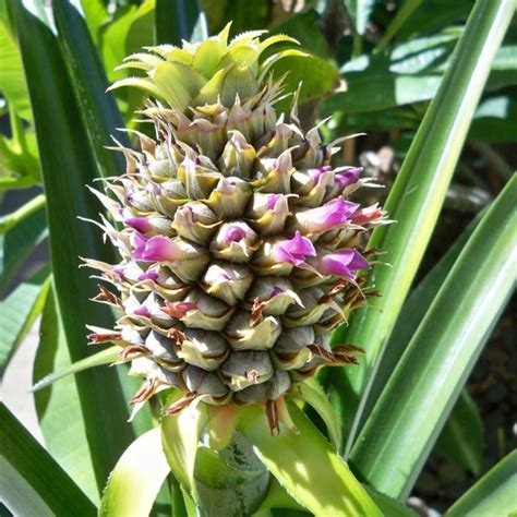 Pineapple In Bloom Natural Beauty Pinterest