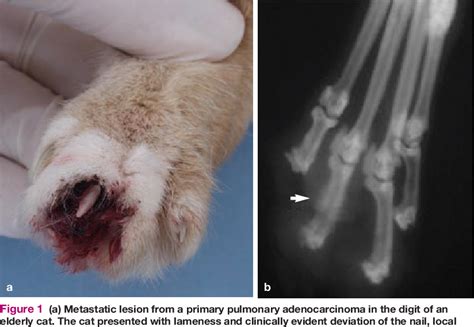 Feline Lungdigit Syndrome Semantic Scholar