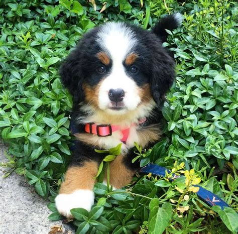 15 Adorable Photos Of Bernese Mountain Dog Puppies With Pure Beauty