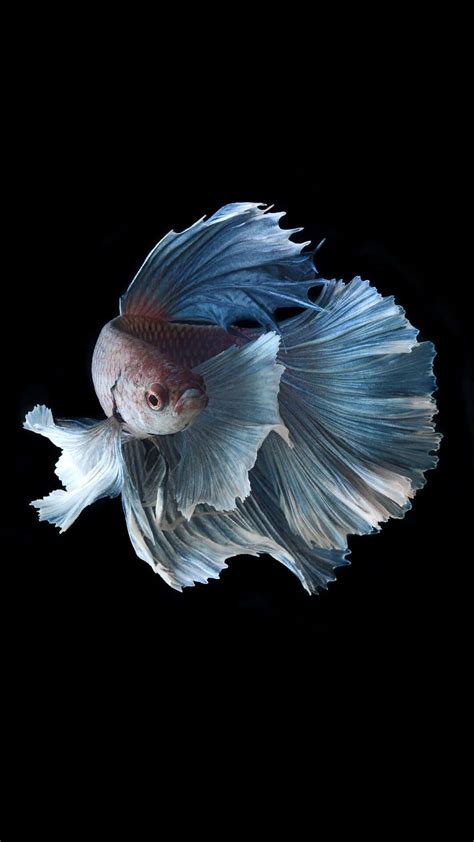 Check spelling or type a new query. Betta Fish iPhone 6 Plus Wallpaper HD | aqua bk ...