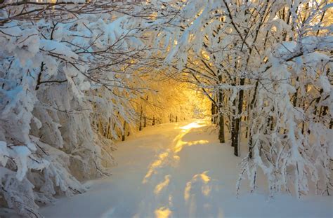 Sunrise In The Snowy Woods Italy By Roberto Melotti On 500px