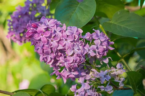Purple Flowering Tree Identification 21 Beautiful Types