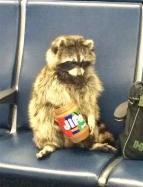 50 Bizarre Sights People Have Witnessed At The Airport Cute Little