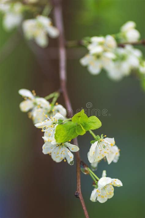 Blooming Plum Tree White Spring Plum Flowers Stock Image Image Of
