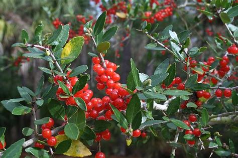 American holly is an elegant evergreen tree that's ideal for home landscapes. Yaupon Holly | Wild Edible
