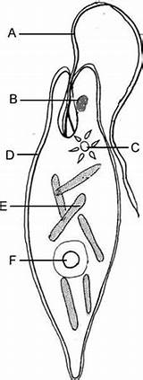 Euglena Exam Review Final Label Guide Key Protista Biology Protists Lettered Paramecium sketch template