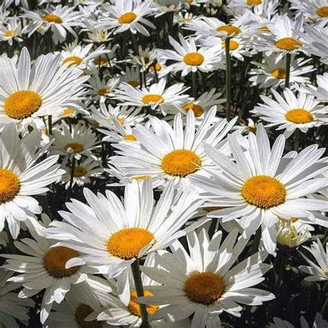 Chrysanthemum Maximum Shasta Daisy Tulbagh Tree And Plant Nursery