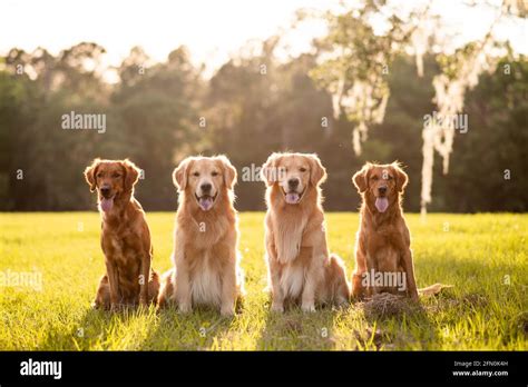 Golden Retriever Dogs Enjoying Outdoors At A Large Grass Field At