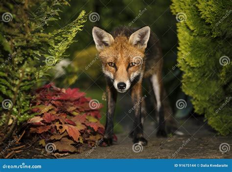 Red Fox Eye Contact Stock Photo Image Of England Single 91675144