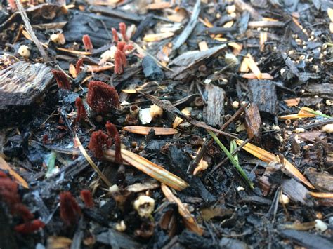 Tiny Red Coral Mushrooms Found In Mulch Long Island Ny Rmycology