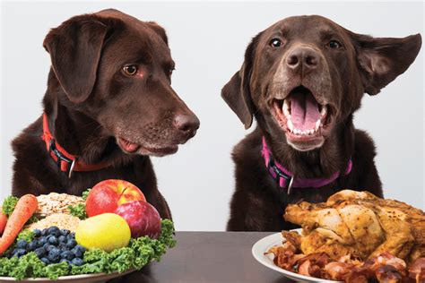 10 Easy Ways To Improve Your Dogs Diet Dogster