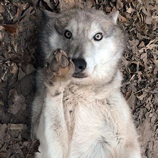 We offer the greatest selection of breeders in texas. Texas Wolfdog Project | Home