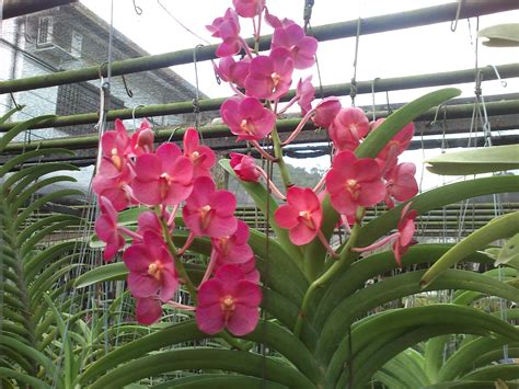 Orkid tanah, orkid filipina, phillippine ground orchid, boat orchid, pleated leaf spathoglottis. Hidup Yang KetentuanNYA: Kebun Orkid - Bunga Orkid