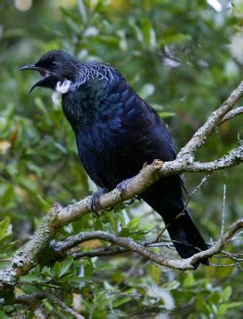 Tui baltics reisiotsing ja broneerimine. Te Kainga Marire - New Zealand's Native Garden - Tui