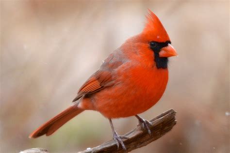 Fun Facts And Trivia About Northern Cardinals
