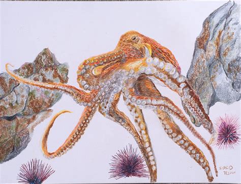 Giant Pacific Octopus Enteroctopus Dofleini Colored Penc Flickr