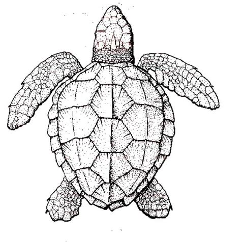 Story of hawaii coloring book. Realistic Sea Turtle Coloring Page - Download & Print ...