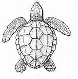 Turtle Coloring Realistic Sea Printable Animals Turtles sketch template