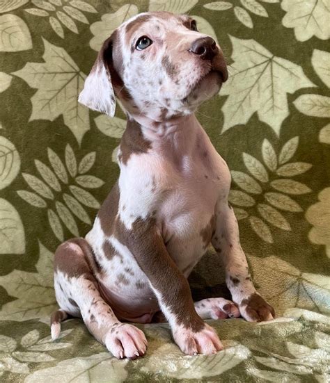 Akc Chocolate Harlequin Great Dane With Green Eyes Looking For A