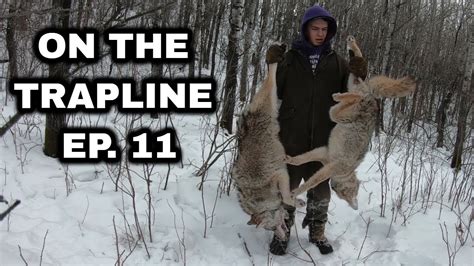 On The Trapline Ep Late Season Coyote Snaring Youtube