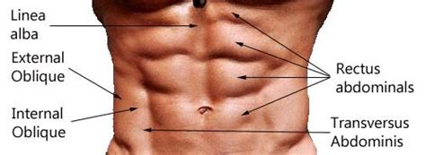 ƒ important to understand normal anatomy. Abs: What they are? How to build them? When will you be ...