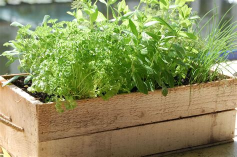 8 Healing Herbs To Grow In Your Garden Herb Garden Pots Container