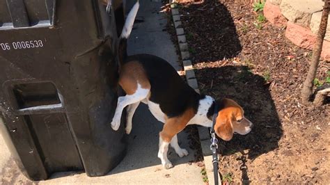 Pooping Beagle Youtube