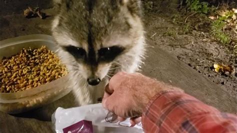 Raccoons Side Kick And The New Raccoon Butt Tore Up Youtube