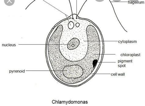 The selection pressure will cause greater convergence in mutations that affect the critical spike protein of the virus that is responsible for breaking through the mucosal surfaces of our airways. Draw a labelled diagram of Chlamydomonas. - Brainly.in