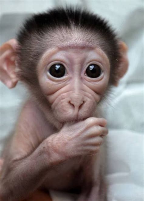 Cutest Baby Monkey Ever Nature Animales Graciosos Animales Bebés Y