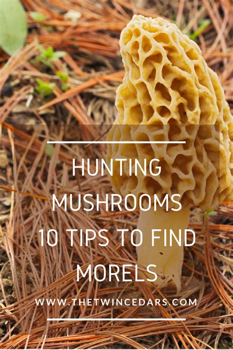 Morel Mushroom Hunting 10 Tips You May Not Know The Twin Cedars