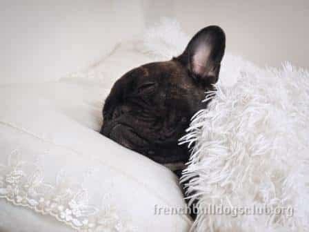 Is there any other small dog that doesnt shed. Does your French Bulldog Shed a lot? Reduce it TODAY ...