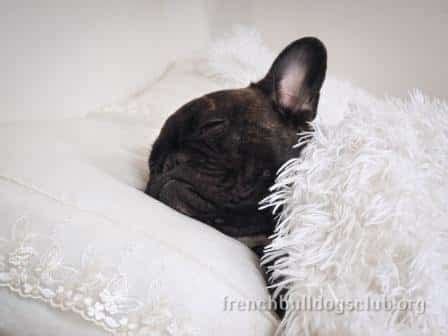 Full disclosure, we talk about english bulldogs here. Does your French Bulldog Shed a lot? Reduce it TODAY ...