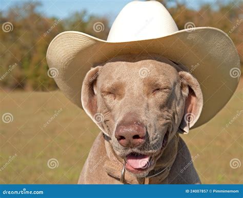 Weimaraner Dog In A Cowboy Hat Royalty Free Stock Photography Image