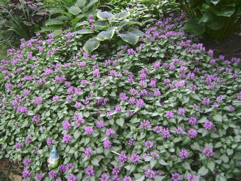 Lamium Orchid Frost Deer Resistant Flowers Ground Cover Ground