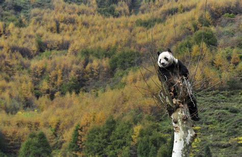 Welcome To The Wolong Nature Reserve In Chinas Sichuan Province Its