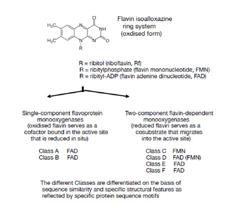 Structure Of The Flavins And The Major Enzyme Classes They Support