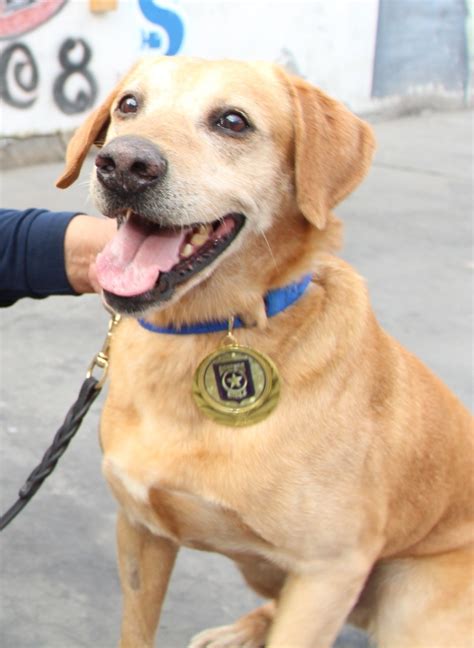 Murió Keeper El Mejor Perro Detector De Drogas De Chile El