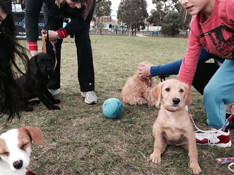 Leading Puppy Training School Perth - Agile Dogs